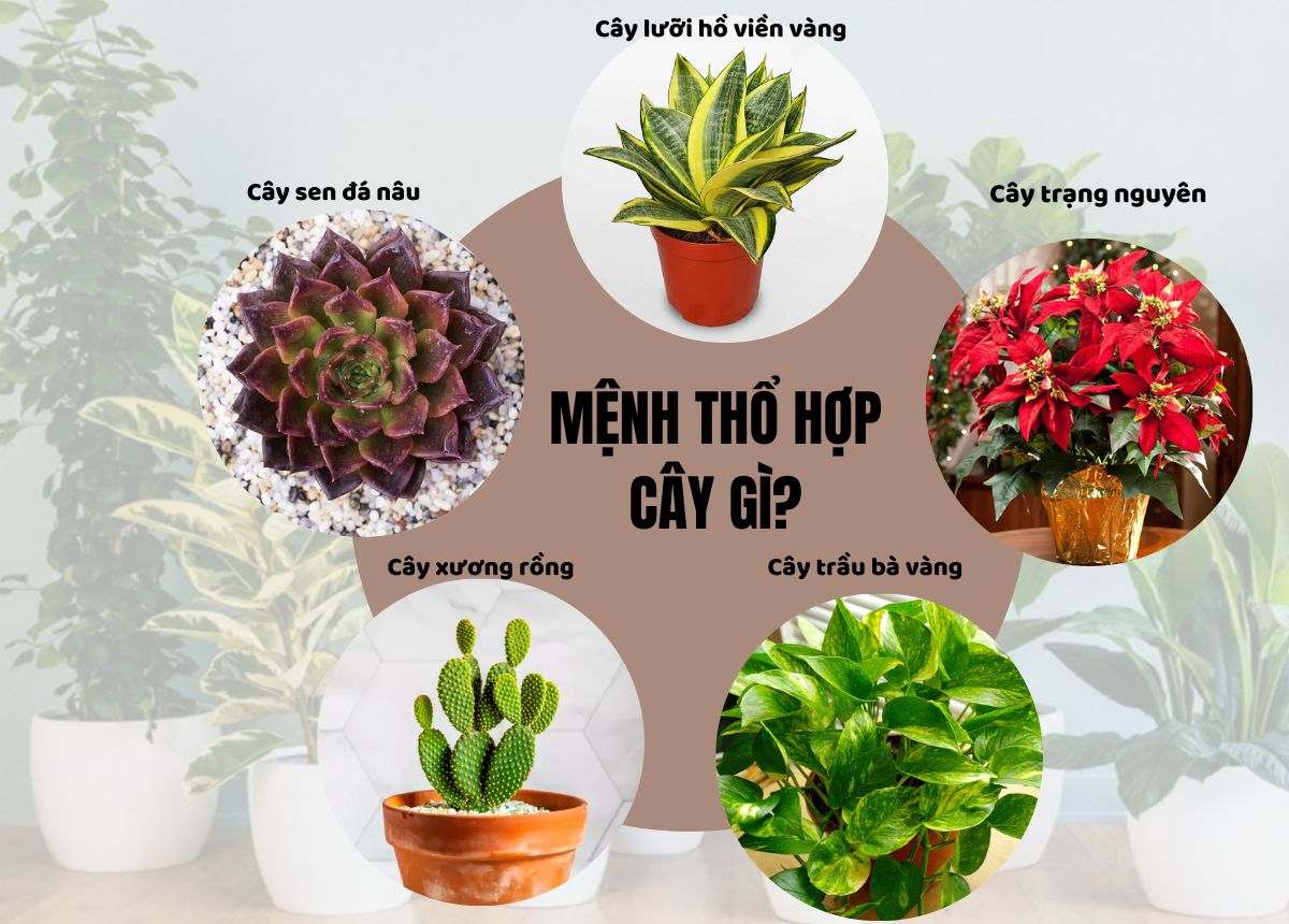 menh-tho-hop-trong-cay-gi-top-cay-phong-thuy-chieu-tai-loc-va-may-man-2026 1