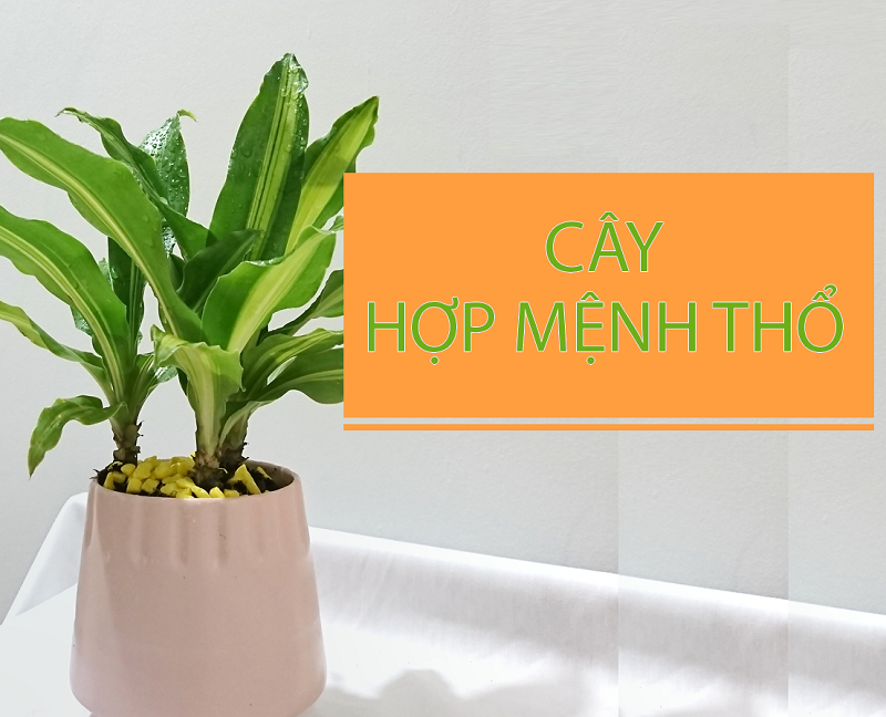 menh-tho-hop-trong-cay-gi-top-cay-phong-thuy-chieu-tai-loc-va-may-man-2026 2