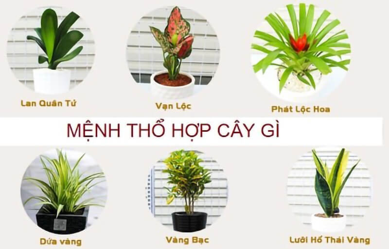 menh-tho-hop-trong-cay-gi-top-cay-phong-thuy-chieu-tai-loc-va-may-man-2026 3