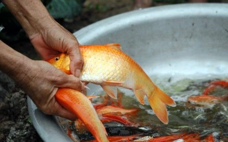 mo bat ca bang tay danh con gi giai ma diem bao khung tai loc 2026